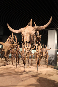 远古动物化石 野牛