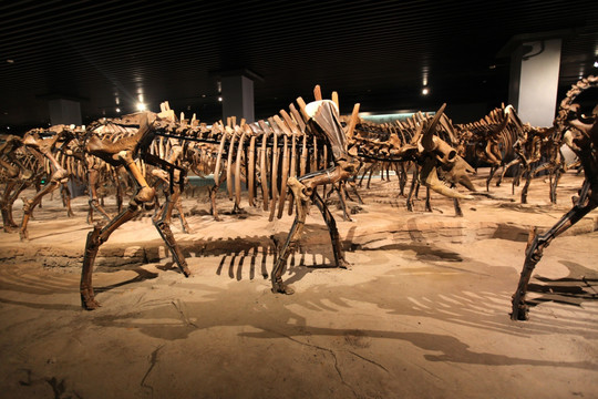 远古动物化石 化石标本