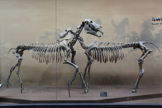 远古动物化石