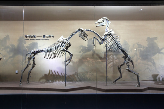 远古动物化石 野马