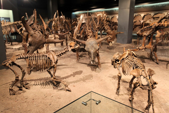 远古动物化石 化石标本 猛犸象