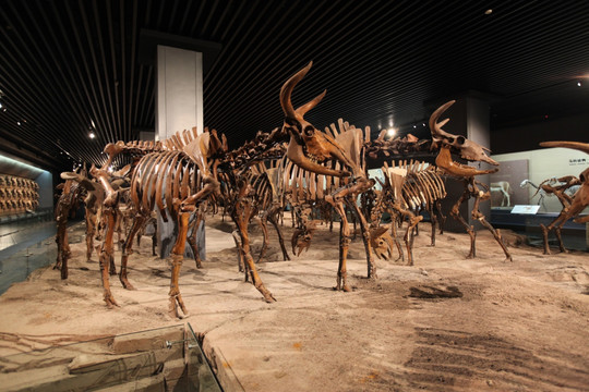远古动物化石 化石标本