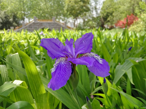 鸢尾花