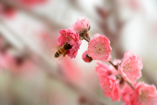 蜜蜂 桃花