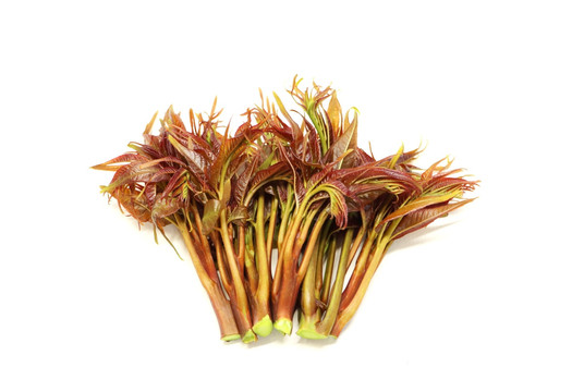 香椿芽
