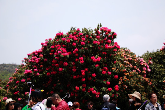 杜鹃花