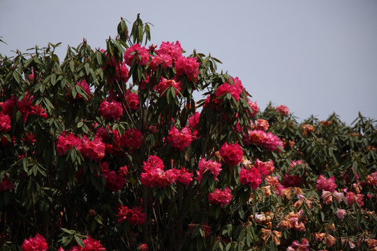 杜鹃花