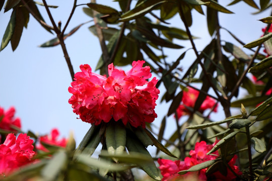 杜鹃花