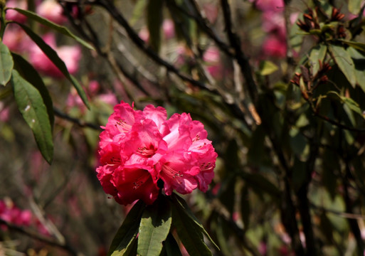 杜鹃花