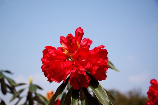 杜鹃花