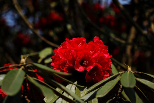 杜鹃花