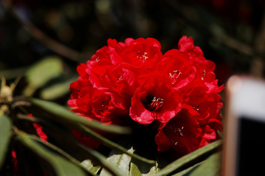 杜鹃花