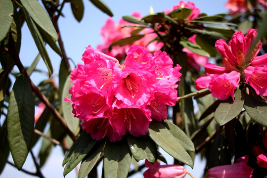 杜鹃花