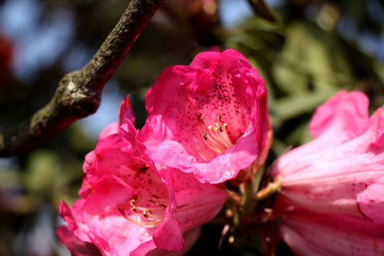 杜鹃花