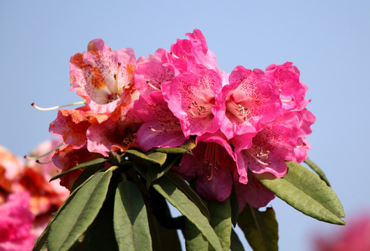 杜鹃花