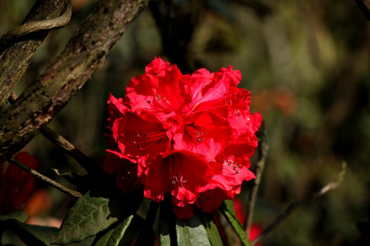 杜鹃花