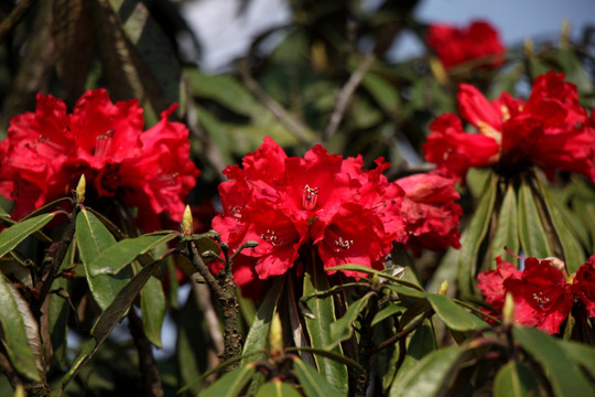 杜鹃花