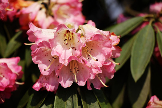 杜鹃花