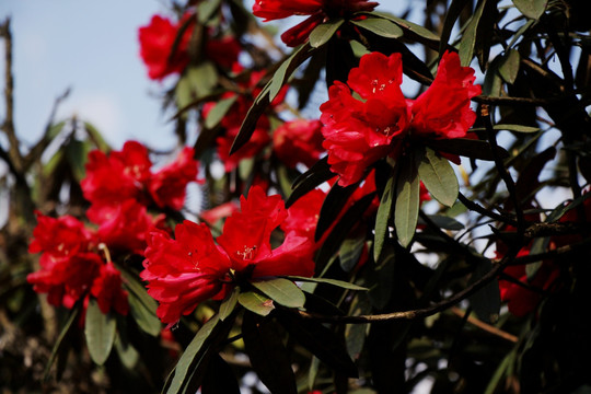 杜鹃花