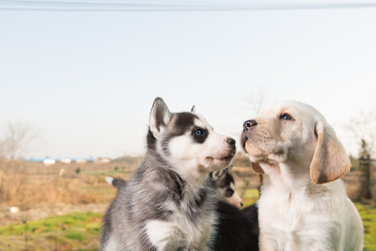 哈士奇幼犬和拉布拉多幼犬