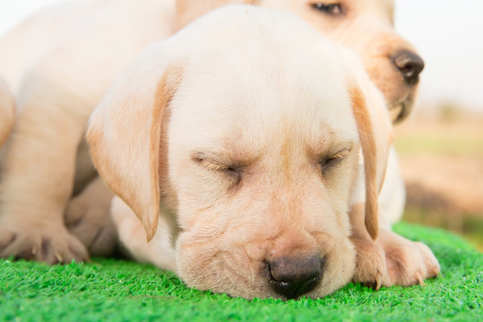 拉布拉多幼犬