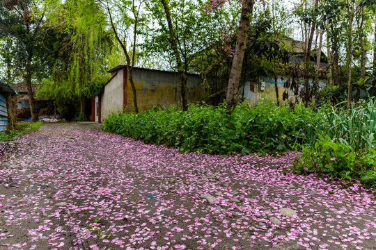 洒满花瓣的小路