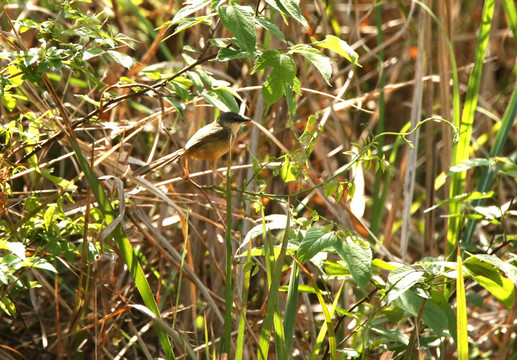 灌丛中的黄腹鹪莺