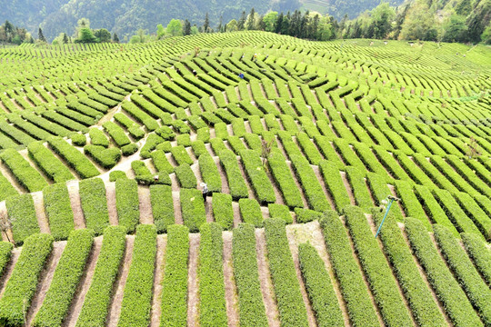 茶山茶树