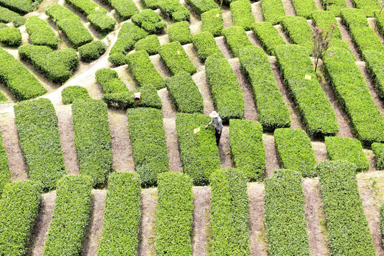 茶山茶树