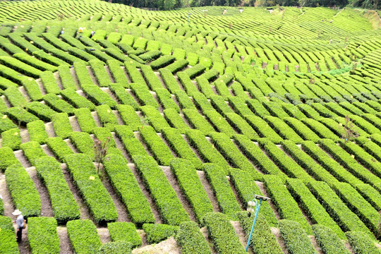 茶园采茶