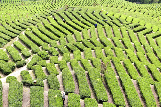 茶园采茶