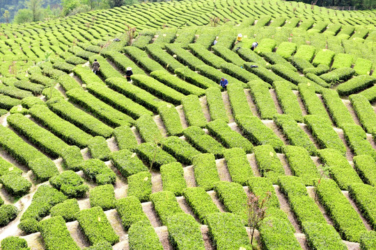 有机生态茶园