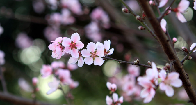 桃花