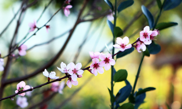 桃花