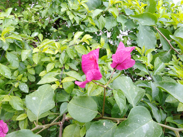 花瓣 花 花叶 叶瓣 花朵