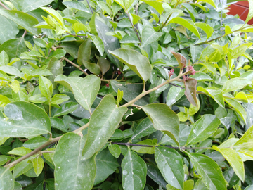 植物 嫩叶 嫩枝