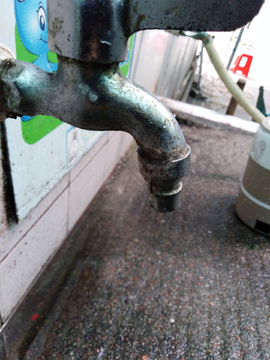 水龙头 蚊子喝水 长脚蚊子喝水