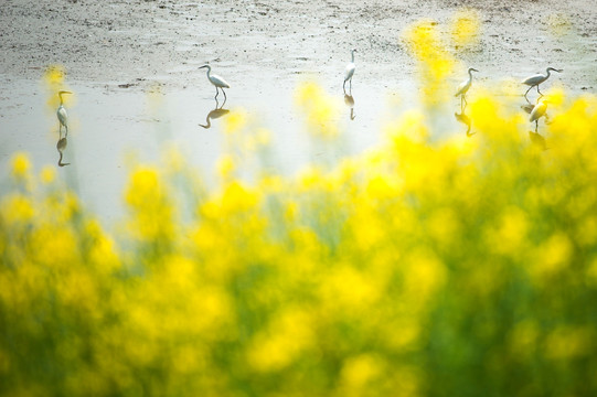 兴化千岛油菜花