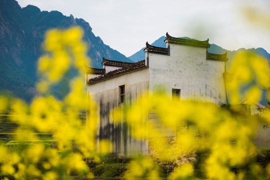 皖南山村油菜花开