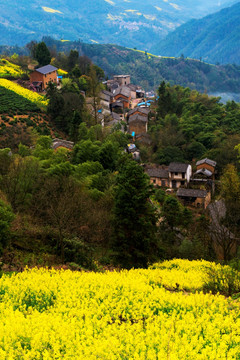 皖南山村油菜花开