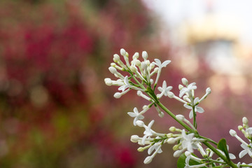 丁香花特写