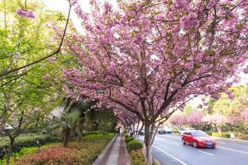 汽车与樱花