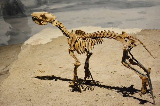 远古生物化石
