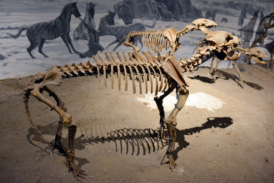远古生物化石
