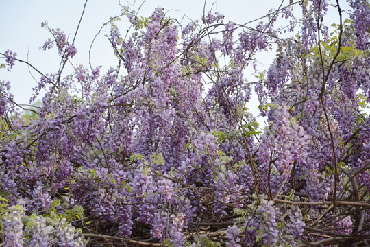 紫藤花背景