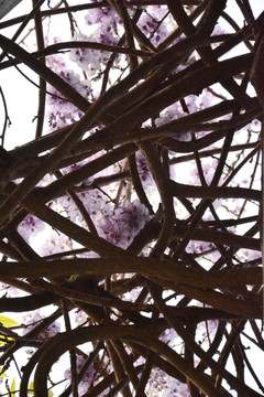 紫藤藤蔓