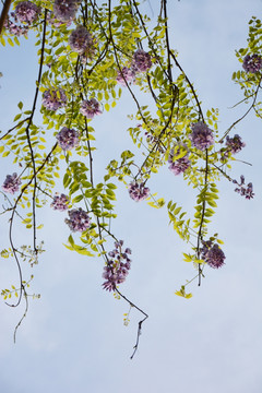蓝天与紫藤花