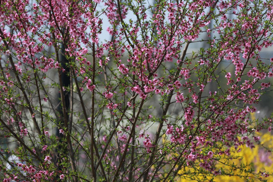 桃花 桃树