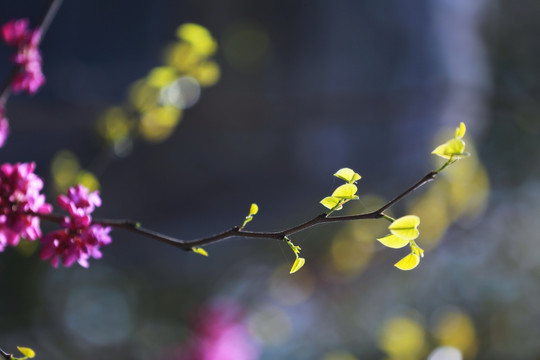 紫薇 枝条