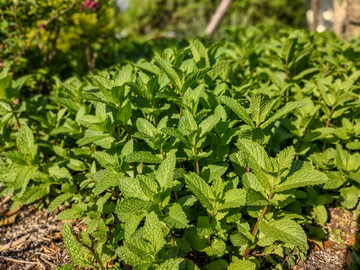 薄荷叶素材